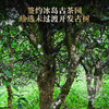 【2026年春茶】首款【冰岛】上新，2026年明前头春茶357g/饼 商品缩略图1
