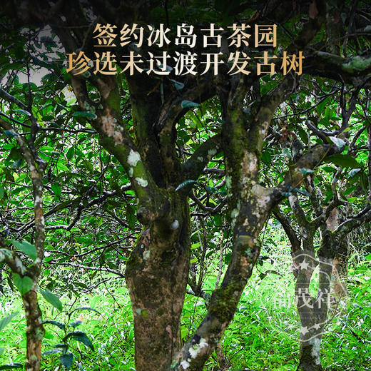 【2026年春茶】首款【冰岛】上新，2026年明前头春茶357g/饼 商品图1