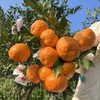 优选|四川蒲江春见耙耙柑  汁水充盈  酸甜细腻  现摘现发 3/5斤 商品缩略图4