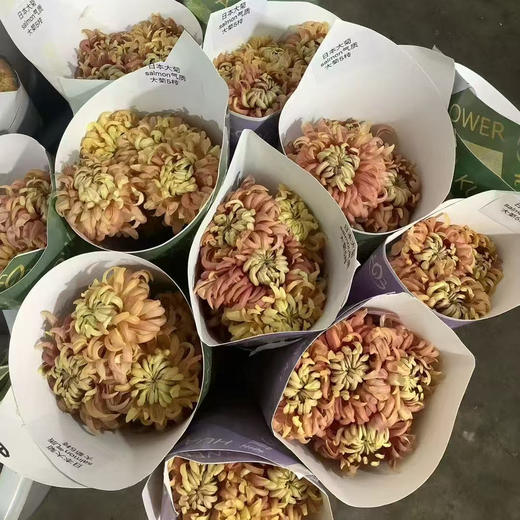 日本大菊salmon气质大菊 商品图0