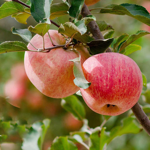 优选|新疆阿克苏冰糖心苹果 果味浓郁  多汁清甜 细腻脆爽   5斤/8斤 商品图4