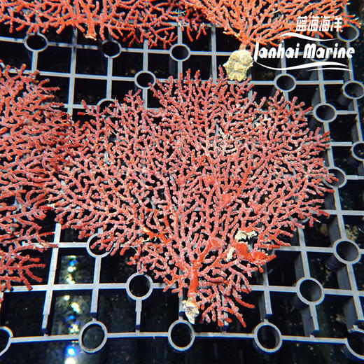 红扇树 商品图3