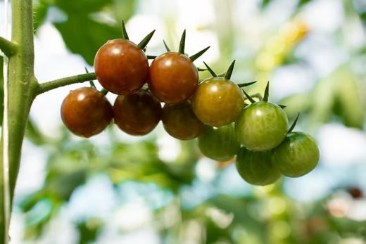 彩色小番茄 商品图6