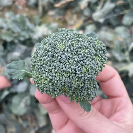 露天宝宝西兰花   鲜嫩可口  自然生长，不施肥、不打农药，搭配大虾仁，配上蒜香料汁那么一炒，绝了 商品图4