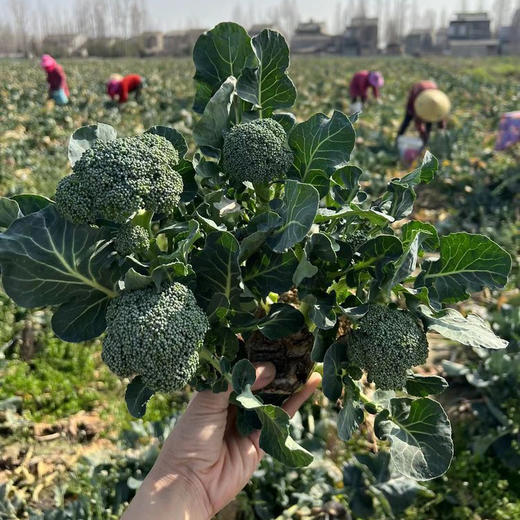 露天宝宝西兰花   鲜嫩可口  自然生长，不施肥、不打农药，搭配大虾仁，配上蒜香料汁那么一炒，绝了 商品图3