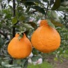 优选|四川蒲江春见耙耙柑  汁水充盈  酸甜细腻  现摘现发 3/5斤 商品缩略图7