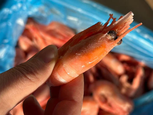 【团购价】渔礼记·顶级头籽甜虾（1公斤） 商品图4