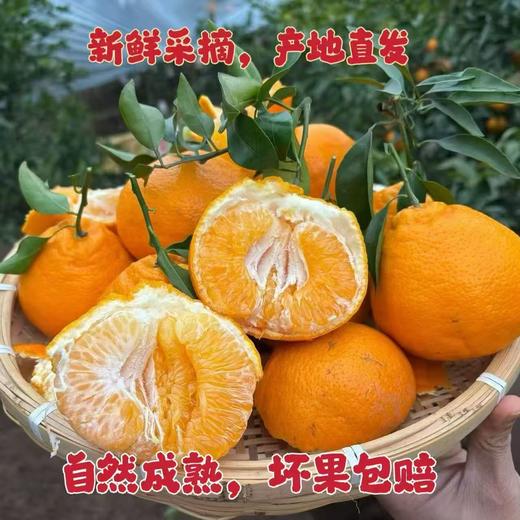 优选|四川蒲江春见耙耙柑  汁水充盈  酸甜细腻  现摘现发 3/5斤 商品图1