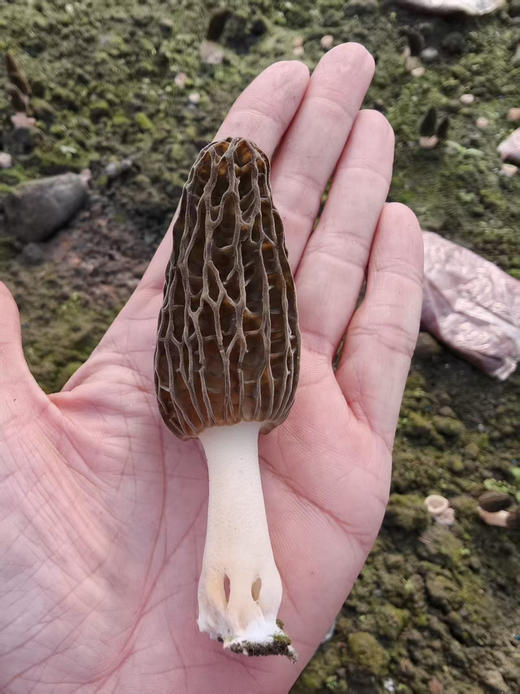 大凉山羊肚菌，半野生，150克/盒 商品图0