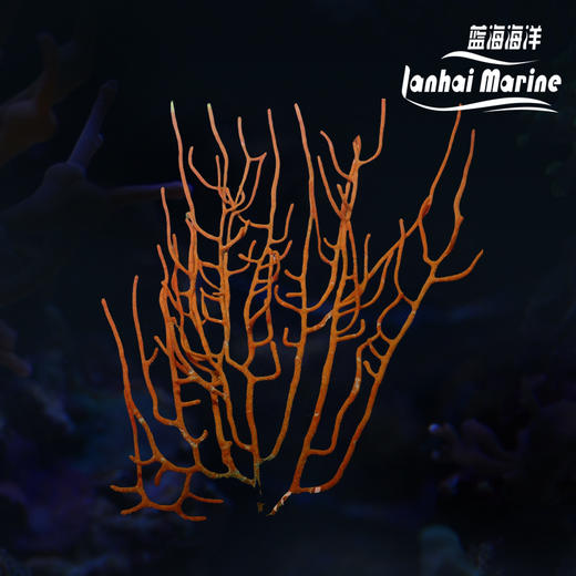 橙海柳-白花 商品图0