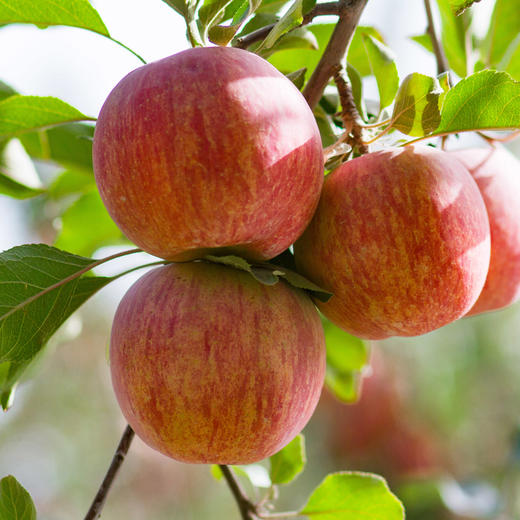 优选|新疆阿克苏冰糖心苹果 果味浓郁  多汁清甜 细腻脆爽   5斤/8斤 商品图1