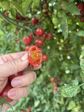 广东糖丸老品种千禧，2斤/箱