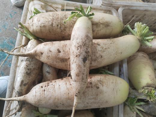 白萝卜1份（500g以上）（因季节雨水原因，略带口味哦~） 商品图8