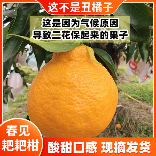 优选|四川蒲江春见耙耙柑  汁水充盈  酸甜细腻  现摘现发 3/5斤 商品图2