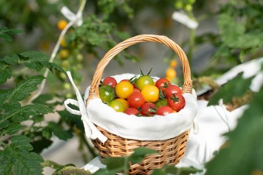 彩色小番茄 商品图0