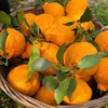 优选|四川蒲江春见耙耙柑  汁水充盈  酸甜细腻  现摘现发 3/5斤 商品缩略图3