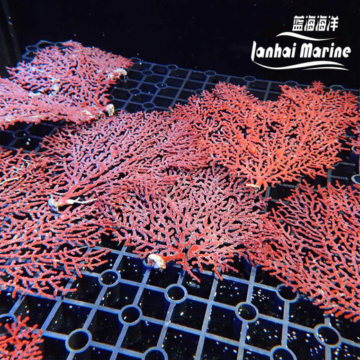 红扇树 商品图6