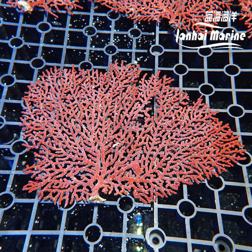 红扇树 商品图2