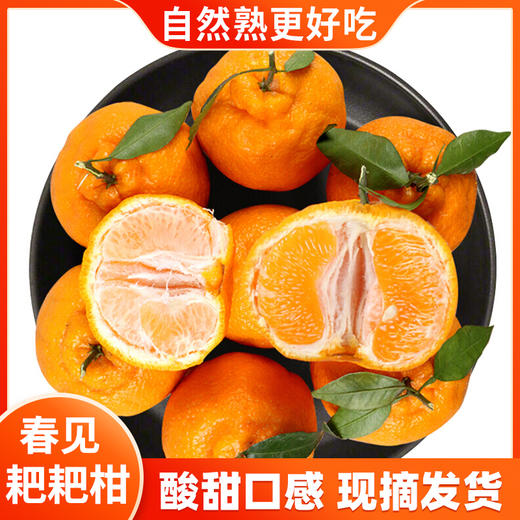 优选|四川蒲江春见耙耙柑  汁水充盈  酸甜细腻  现摘现发 3/5斤 商品图8
