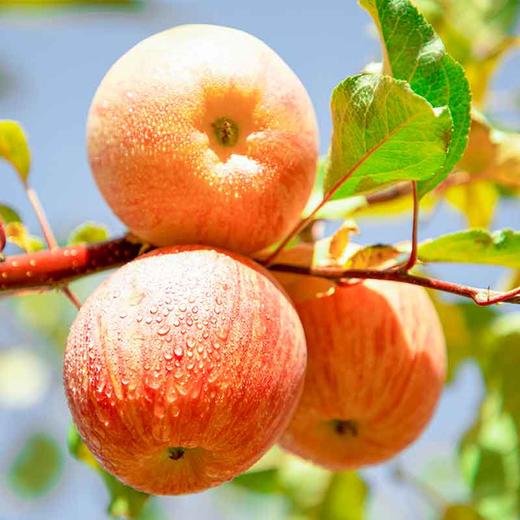 优选|新疆阿克苏冰糖心苹果 果味浓郁  多汁清甜 细腻脆爽   5斤/8斤 商品图5