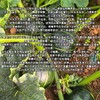 [最农公社]贝贝南瓜真粉真糯真贝贝  热量低营养美味  安全可靠的宝宝辅食 老少皆宜（详情页见检测表） 商品缩略图7