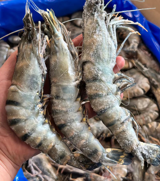 无冰衣黑虎虾，春节餐桌必备，大个头，肉质紧实，约16-20头一箱，2斤/箱 商品图0