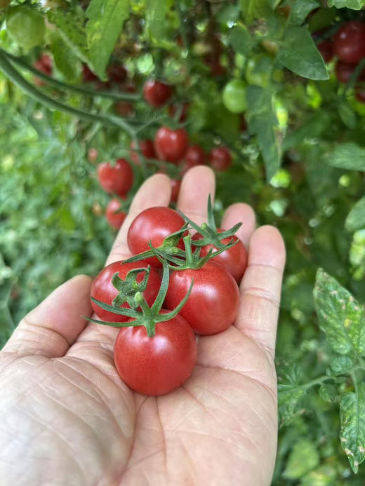 广东糖丸老品种千禧，2斤/箱 商品图1