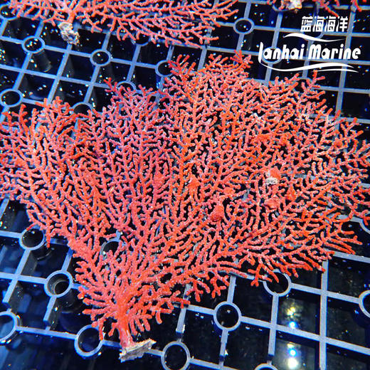 红扇树 商品图1