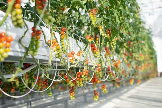 彩色小番茄 商品图4