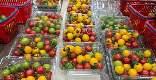 彩色小番茄 商品图2