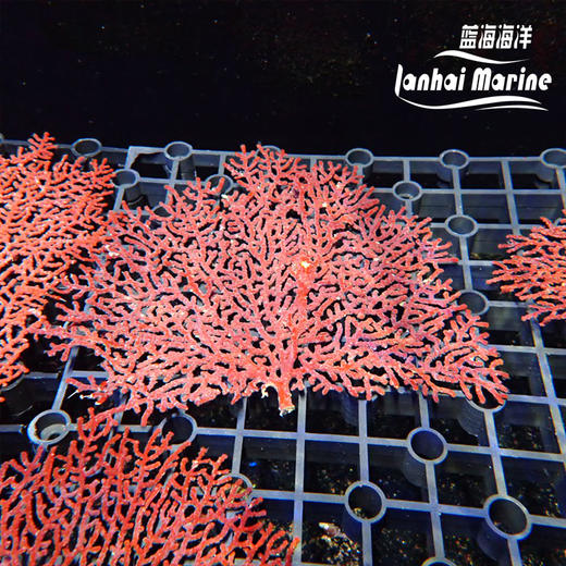 红扇树 商品图4