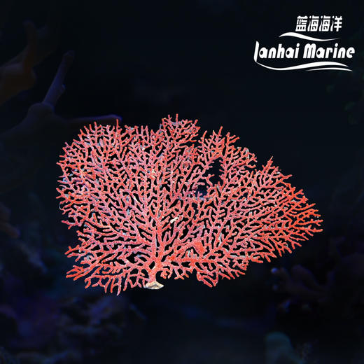 红扇树 商品图0