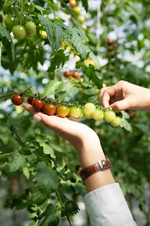 彩色小番茄 商品图3