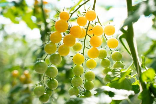 彩色小番茄 商品图5