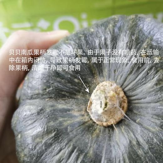 [最农公社]贝贝南瓜真粉真糯真贝贝  热量低营养美味  安全可靠的宝宝辅食 老少皆宜（详情页见检测表） 商品图6