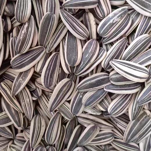 青瓜瓜子 商品图0