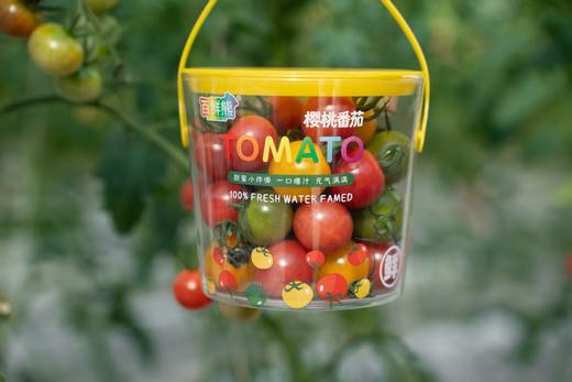 彩色小番茄抱抱桶 商品图1