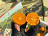 超级好吃😋砂糖桔，果实大小均匀、适中，果扁圆形，果皮光滑有光泽、红色或橘红色，皮薄化渣，汁多超甜，风味浓郁  礼盒款 商品缩略图6