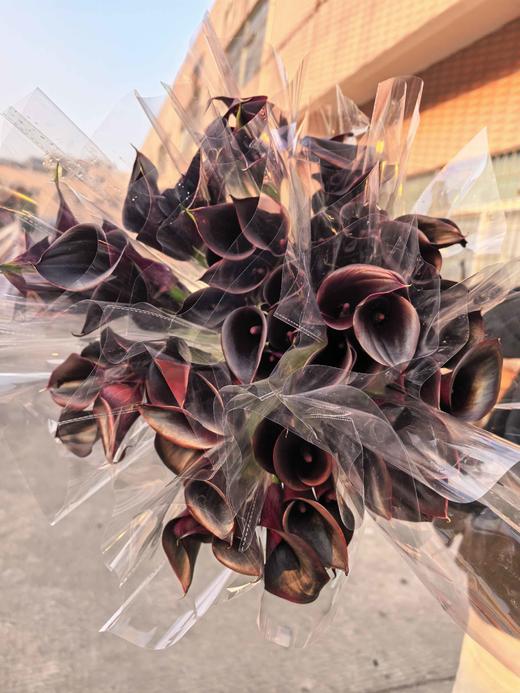 黑色马蹄莲5支 商品图5