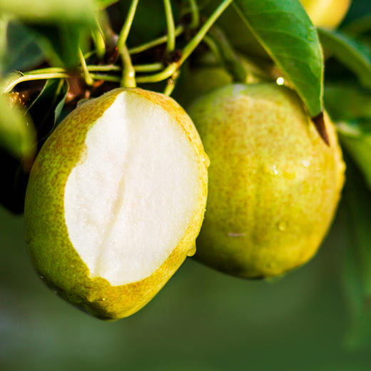 优选|新疆库尔勒香梨 果肉细腻少渣 清甜多汁  核小肉厚  5斤/8斤 商品图4