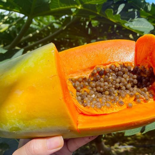 极客生态木瓜丨晚下树15天，滋味更足，浓甜丝滑，果肉饱满。天气原因泡沫箱发货，需要礼盒联系客服备注⭐️京东快递 商品图7