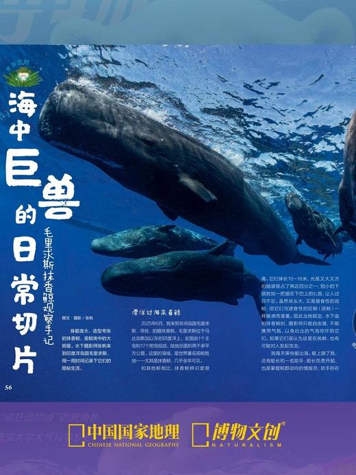 博物杂志 2026年2月刊 北极 商品图5