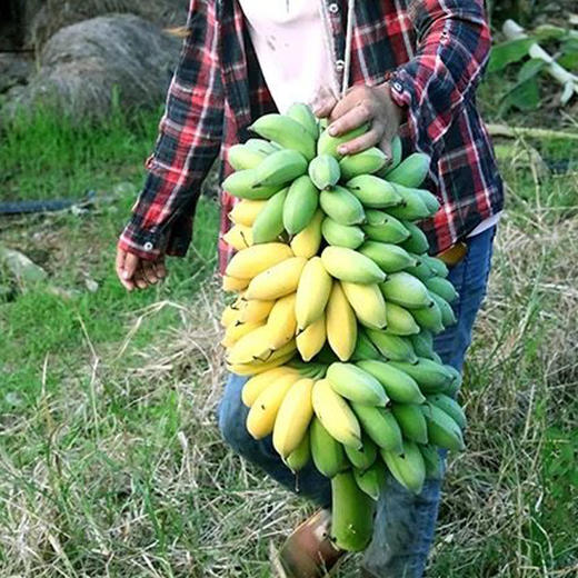 新鲜小米蕉自然成熟个头娇小新鲜采摘肉质细腻酸甜口感肉厚皮薄老少皆宜 商品图2