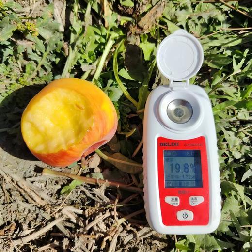 新疆阿克苏冰糖心苹果 精品光果不打蜡 产地直发 绿色食品地标认证 支持溯源 商品图1