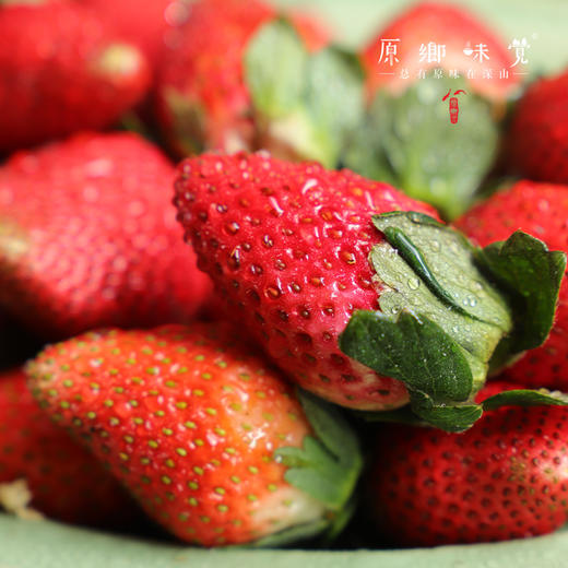 【买赠，实发1.15-1.2公斤】大理生态草莓（基地直发-顺丰空运包邮）| 2斤/箱，来自云南大理，生产者：高海斌（合作生产，公平贸易） 商品图8