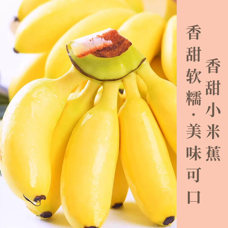 新鲜小米蕉自然成熟个头娇小新鲜采摘肉质细腻酸甜口感肉厚皮薄老少皆宜