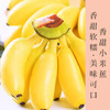 新鲜小米蕉自然成熟个头娇小新鲜采摘肉质细腻酸甜口感肉厚皮薄老少皆宜 商品缩略图0