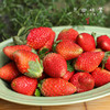 【买赠，实发1.15-1.2公斤】大理生态草莓（基地直发-顺丰空运包邮）| 2斤/箱，来自云南大理，生产者：高海斌（合作生产，公平贸易） 商品缩略图7