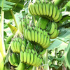 新鲜小米蕉自然成熟个头娇小新鲜采摘肉质细腻酸甜口感肉厚皮薄老少皆宜 商品缩略图1