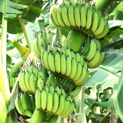 新鲜小米蕉自然成熟个头娇小新鲜采摘肉质细腻酸甜口感肉厚皮薄老少皆宜 商品图1